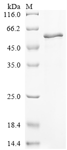 Recombinant Human Keratin, type I cuticular Ha2 (KRT32)