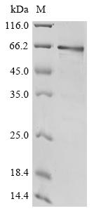 Recombinant Human Protocadherin Fat 1 (FAT1), partial