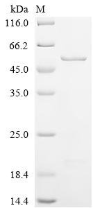 Recombinant Saccharomyces cerevisiae NADPH-dependent methylglyoxal reductase GRE2 (GRE2)