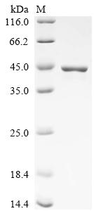 Recombinant Saccharomyces cerevisiae NADPH-dependent methylglyoxal reductase GRE2 (GRE2)