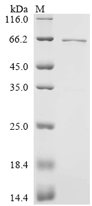 Recombinant Human Early activation antigen CD69 (Cd69), partial, Biotinylated