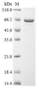 Recombinant Human Transcription factor E2F1 (E2F1)