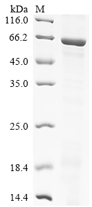 Recombinant Human Cytochrome P450 4F8 (CYP4F8), partial