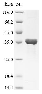Recombinant Canavalia lineata Concanavalin-A
