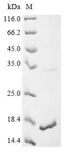 Recombinant Macadamia integrifolia Antimicrobial peptide 1