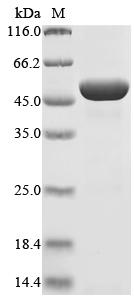 Recombinant Enterobacteria phage f1 Replication-associated protein G2P (II)