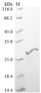 Recombinant Macaca fascicularis Interferon gamma (IFNG)