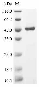 Recombinant Human Guanine nucleotide-binding protein G (i) subunit alpha-1 (GNAI1)