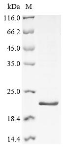 Recombinant Human Histone H4 (H4C1)