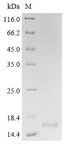 Recombinant Naja atra Cytotoxin 3