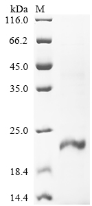 Recombinant Human Inhibin beta E chain (INHBE)