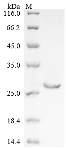 Recombinant Pig Lipocalin-1 (LCN1)