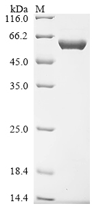 Recombinant Human Importin subunit alpha-1 (KPNA2)