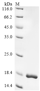 Recombinant Escherichia coli Curli assembly protein CsgC (csgC)