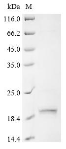 Recombinant Human Neuropeptide Y receptor type 2 (NPY2R), partial
