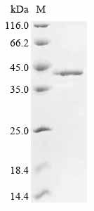 Recombinant Mouse Fos-related antigen 1 (Fosl1)