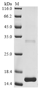 Recombinant Human Glucagon-like peptide 1 receptor (GLP1R), partial