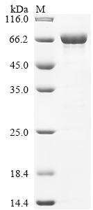 Recombinant Human Keratin, type II cytoskeletal 2 epidermal (KRT2)