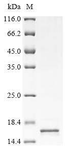 Recombinant Human Type-1 angiotensin II receptor (AGTR1), partial