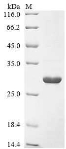 Recombinant Magnaporthe oryzae Cutinase (CUT1)
