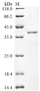 Recombinant Magnaporthe oryzae Cutinase (CUT1)