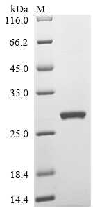 Recombinant Amaranthus caudatus Antimicrobial peptide 2