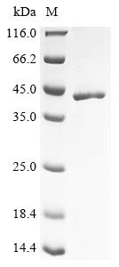 Recombinant Schizosaccharomyces pombe Major serine/threonine-protein phosphatase PP2A-2 catalytic subunit (ppa2)