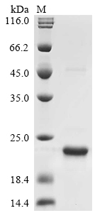 Recombinant Rickettsia typhi 17 kDa surface antigen (omp)