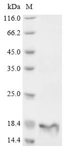 Recombinant Aspidelaps scutatus Cytotoxin homolog S3C2