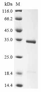 Recombinant Bovine Butyrophilin subfamily 1 member A1 (BTN1A1), partial