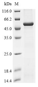 Recombinant Human Lipopolysaccharide-binding protein (LBP)