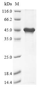 Recombinant Mouse Transcription factor PU.1 (Spi1)