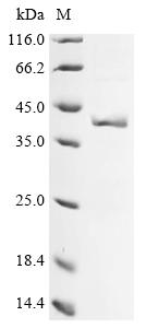Recombinant Oryza sativa subsp. japonica Glutelin type-B 4 (GLUB4), partial