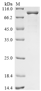 Recombinant Human Sucrase-isomaltase, intestinal (SI), partial