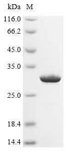 Recombinant Clostridium difficile Chloramphenicol acetyltransferase (catD)