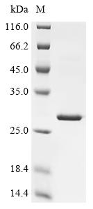 Recombinant Enterobacteria phage K3 Holin (T), partial