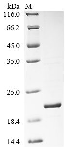 Recombinant African swine fever virus Uncharacterized protein K145R (Mal-059)