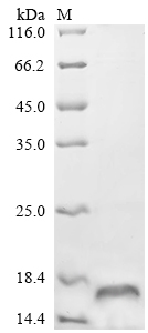 Recombinant Rhipicephalus sanguineus Evasin-3