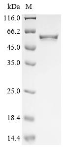 Recombinant Epstein-Barr virus Protein LF2 (LF2)