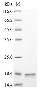 Recombinant Streptococcus pyogenes DNA-binding protein HU (hup)