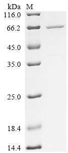 Recombinant Escherichia coli Minor curlin subunit (csgB), Biotinylated