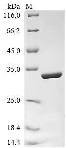 Recombinant Rat Synapsin-1 (Syn1), partial