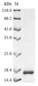 Recombinant Human Inhibin beta B chain protein (INHBB), partial
