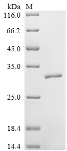 Recombinant Human Neutrophil elastase (ELANE)