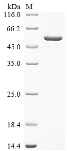 Recombinant Influenza C virus Hemagglutinin-esterase-fusion glycoprotein (HE), partial