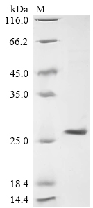 Recombinant Lymphocytic choriomeningitis virus Pre-glycoprotein polyprotein GP complex (GPC), partial