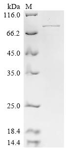 Recombinant Human Neurofilament light polypeptide (NEFL)