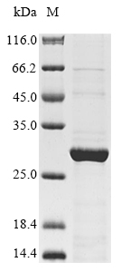 Recombinant Canine distemper virus Protein C (P/V/C)