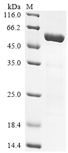 Recombinant Human Transcription factor Jun (JUN)