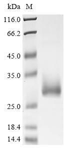 Recombinant Neisseria gonorrhoeae Dihydrofolate reductase (folA)